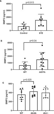 Bone Morphogenetic Protein-2 Induces Non-Canonical Inflammatory and Oxidative Pathways in Human Retinal Endothelial Cells